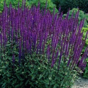 CARADONNA SALVIA