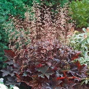 CORAL BELLS 'PALACE PURPLE'