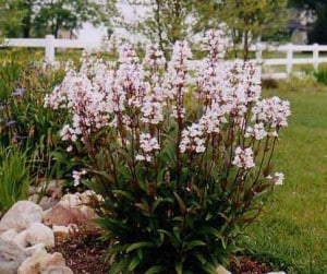 PENSTEMON 'HUSKER RED'
