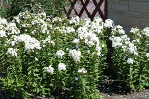 PHLOX 'DAVID'