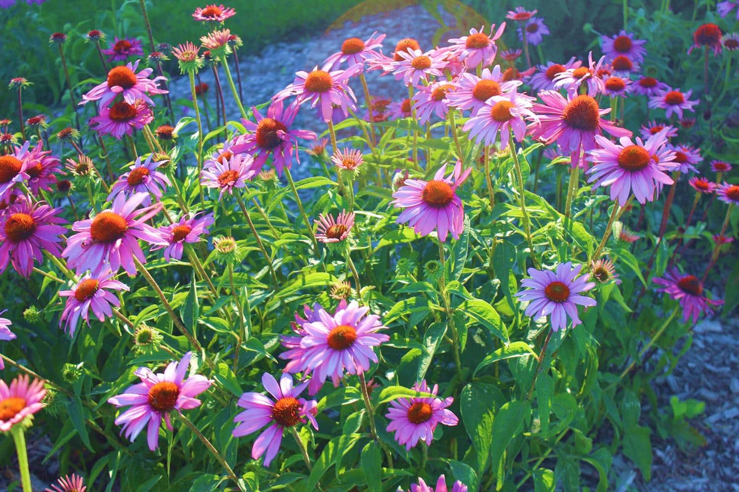 Top 10 Perennials