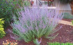RUSSIAN SAGE