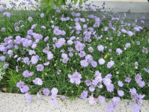SCABIOSA BUTTERFLY BLUE