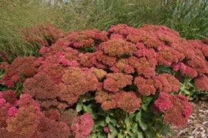 SEDUM - AUTUMN FIRE